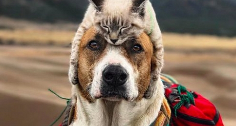 Köpek Cynthia Kedi Baloo Dostluğu