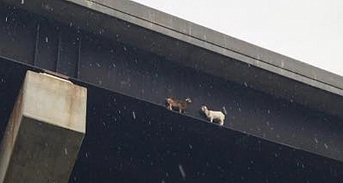New Castle Mahong River 2 Goats