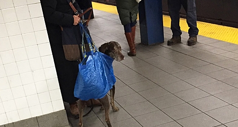 New York Metrosunda Hayvan Taşıma Yöntemleri