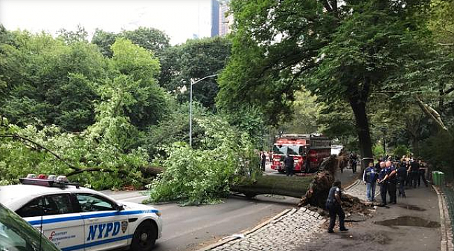 Central Park'ta Ağaç Devrildi 4 Yaralı