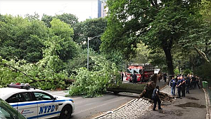 Central Park'ta Ağaç Devrildi 4 Yaralı