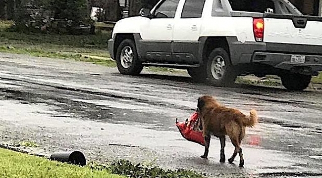 Harvey Kasırgasının Kahramanı Köpek Otis