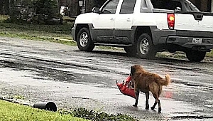 Harvey Kasırgasının Kahramanı Köpek Otis