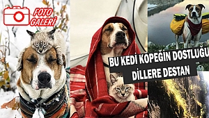 Kedi ile Köpeğin Dillere Destan Dostluğu