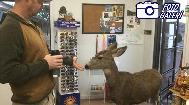 Colorado eyaleti Fıstıkçı Geyiği konuşuyor