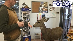 Colorado eyaleti Fıstıkçı Geyiği konuşuyor
