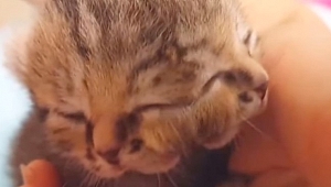 İki Yüzlü Kedi Dünya'nın Gündeminde