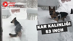 Pennsylvania'da Köpeğin Kar Keyfi