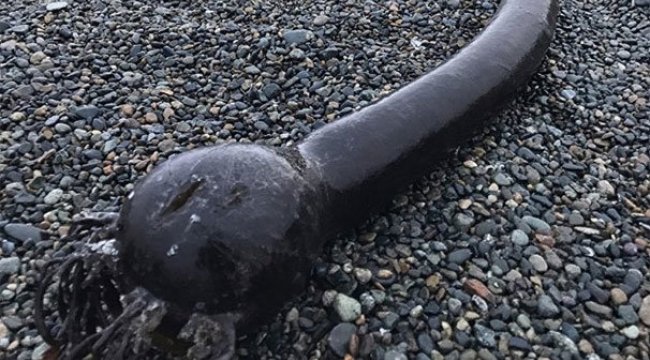 Rusya kıyılarına vuran tuhaf canlı şaşkınlık yarattı!