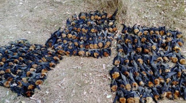 Şok fotoğraf! Aşırı sıcakta haşlanıp ölen yarasalar dehşete düşürdü