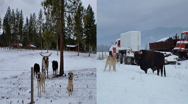 Kangal Köpeklerinin ABD'de Başarısı