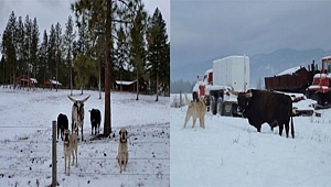 Kangal Köpeklerinin ABD'de Başarısı