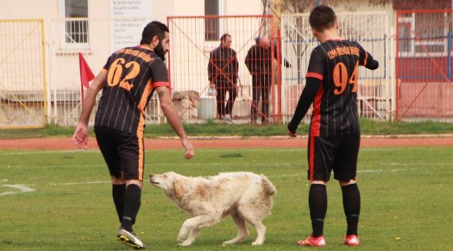 'Stadın kadrolu köpeği' yine görev başında