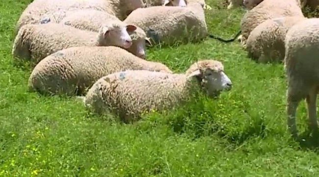 Yaşlı adam koyun ve keçilere tecavüzden tutuklandı