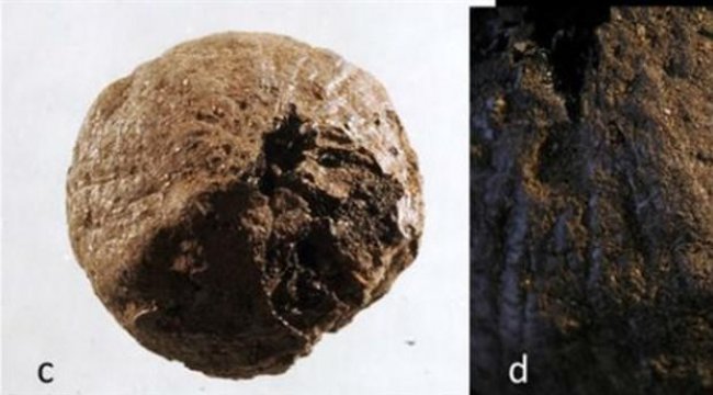 İsveç'te bin 500 yıllık kuru soğan bulundu