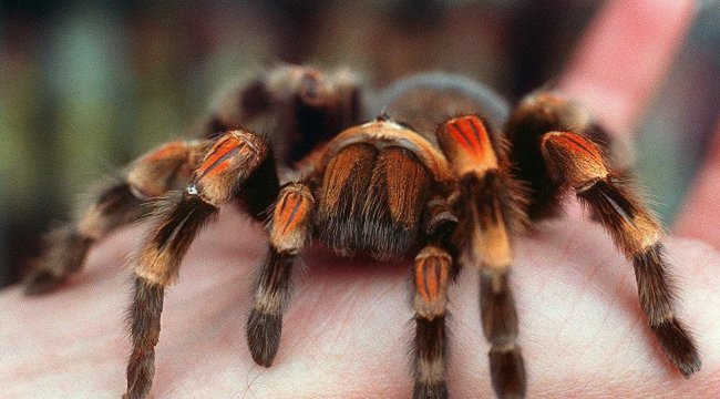 Tarantula burger satışına başladılar!