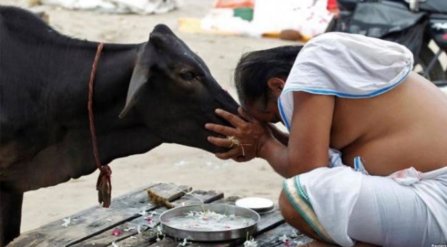 Hindistan'da inek kestiği iddia edilen bir Müslüman linç  edildi