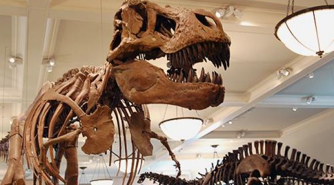 Dinozorlar ile ilgili şaşırtan keşif