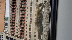 Gökdelene Tırmanan Rakun Fenomen Oldu