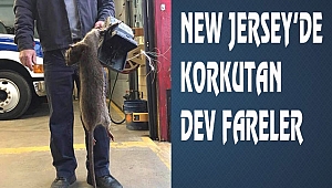New Jersey'de Dev Fareler Korkutuyor