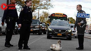 New York Polisini Terleten Kuğu