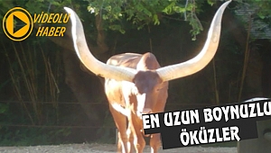 Teksas'ta Uzun Boynuzlu Öküzler