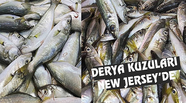 Türk Hamsisi New Jersey'de