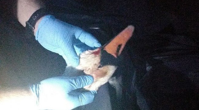 İngiltere'de Kraliçe'nin yedi kuğusu havalı tüfekle öldürüldü