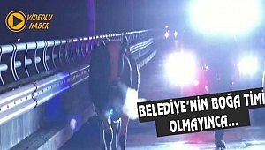 New Jersey'de Kaçan İnek Otoyolu Birbirine Kattı