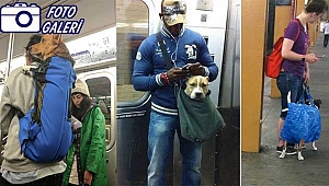 New York Metrosunda Köpekler Böyle Taşınıyor