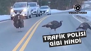 New Hampshire'de Trafik Polisi Gibi Hindi