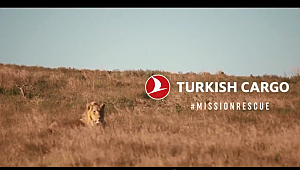 THY Sirkten Kurtarılan Aslanları Afrika'ya taşıdı