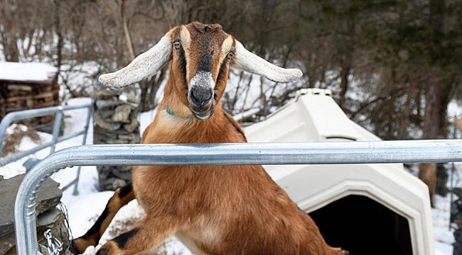 Vermont'ta Keçiyi Başkan İlan Ettiler