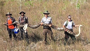 Florida'da Dev Piton