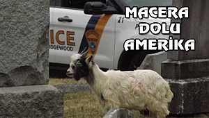 New Jersey Mezarlığında Bir Keçi