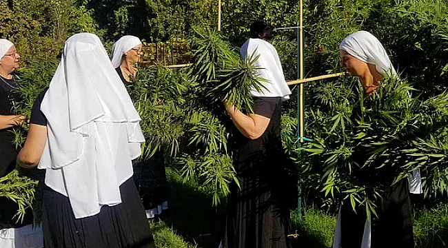 Rahibeler Kenevir Üretip 1 milyon kazanıyor