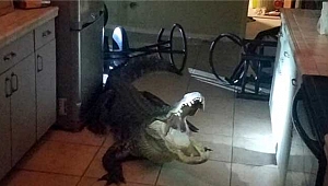 Florida'da Mutfakta Timsah Yakalandı