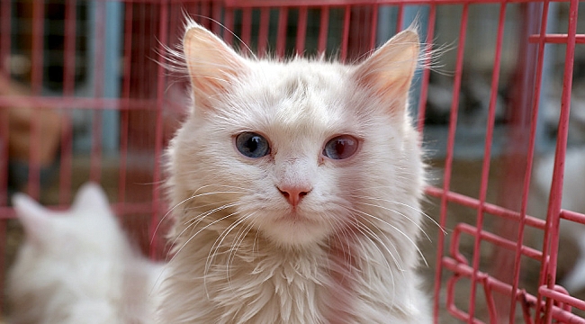 ABD'de Arka Bahçesinde Sahipsiz Kedi Besleyen Kadına Hapis Cezası