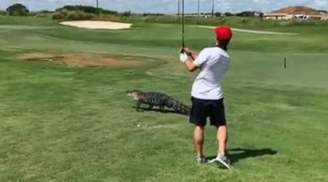 Golf Sahasına Timsah Girdi
