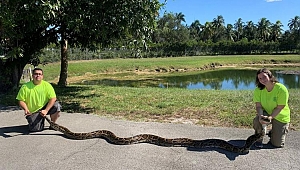 Florida'da 100 kiloluk Piton Yakalandı