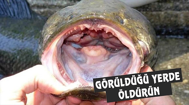 Georgia'da Yılanbaş Balığı Alarmı...