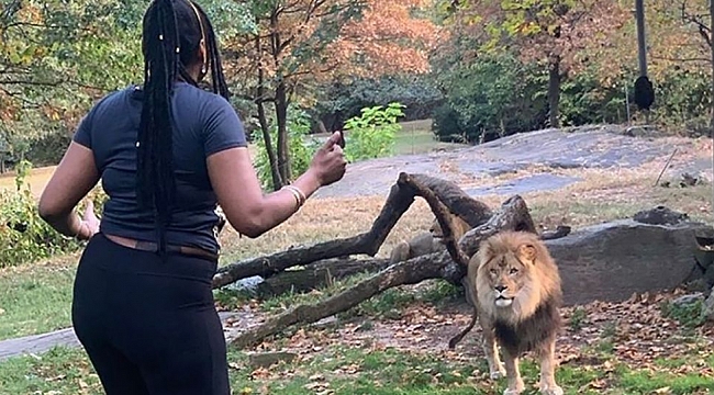 New York Polisi Aslan inine giren Kadını Arıyor
