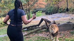 New York Polisi Aslan inine giren Kadını Arıyor