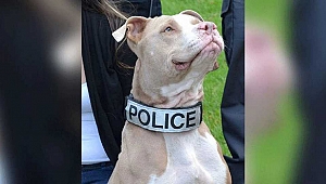 İşkence Gören Pitbull'a New York Polisi Sahip Çıktı