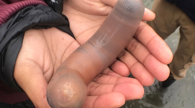 California'da Binlerce penis balığı kıyıya vurdu