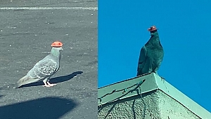 Las Vegas'ın Şapkalı Güvercinleri