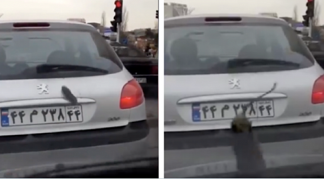 İran'da Gökten Patlıcan Yağdı mı?