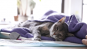 2 evcil kedi de Corona virüs tespit edildi