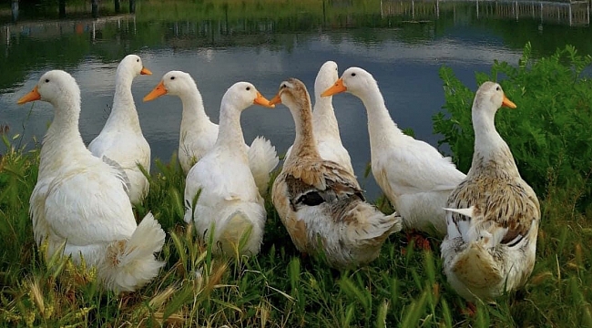 Korona Günlerinde Eldivan, Çankırı