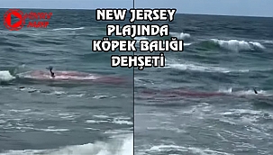 New Jersey'de Köpekbalığı Yunusa Saldırdı
